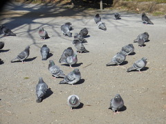 Columba livia domestica