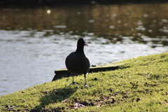 Fulica atra