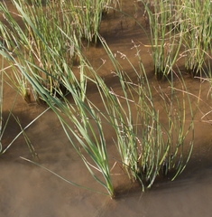 Schoenoplectus litoralis