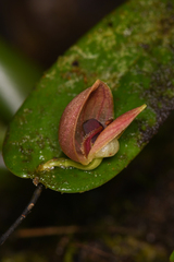 Pleurothallis palliolata