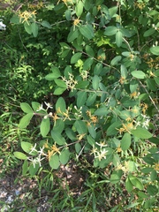 Lonicera