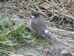 Spodiopsar cineraceus