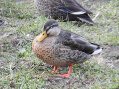 Anas platyrhynchos × zonorhyncha