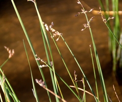 Schoenoplectus litoralis