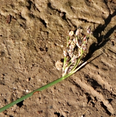 Schoenoplectus litoralis