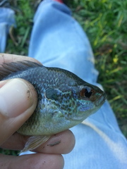Lepomis marginatus