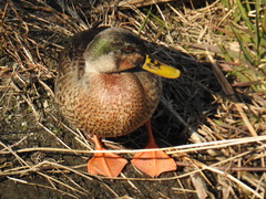 Anas platyrhynchos × zonorhyncha