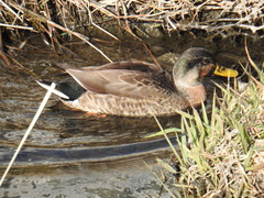 Anas platyrhynchos × zonorhyncha