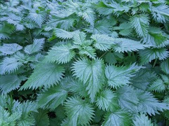 Urtica pilulifera