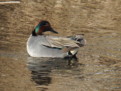 Anas crecca