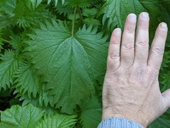 Urtica pilulifera