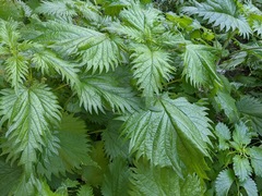 Urtica pilulifera