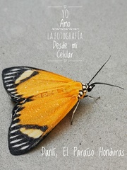 Calodesma maculifrons