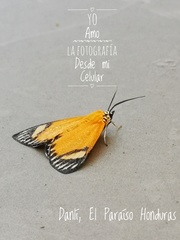 Calodesma maculifrons