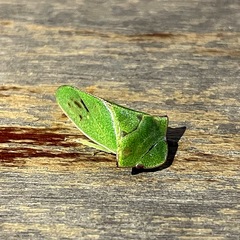 Tituria
