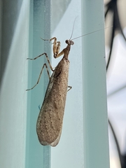 Pseudomiopteryx meridana