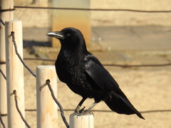 Corvus corone