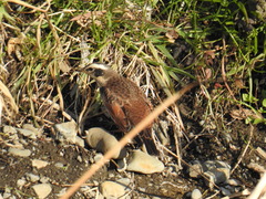 Turdus eunomus