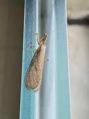 Pseudomiopteryx meridana