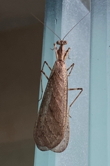 Pseudomiopteryx meridana