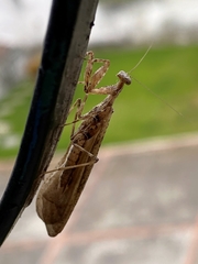 Pseudomiopteryx meridana