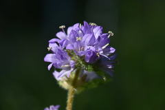 Campanula cervicaria