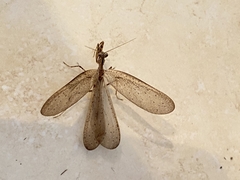 Pseudomiopteryx meridana