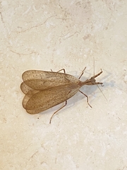 Pseudomiopteryx meridana