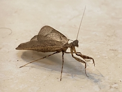 Pseudomiopteryx meridana