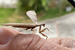 Pseudomiopteryx meridana