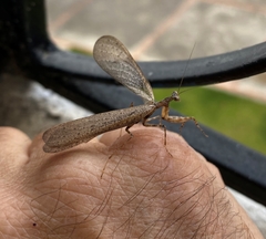 Pseudomiopteryx meridana