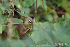 Phylloscopus schwarzi