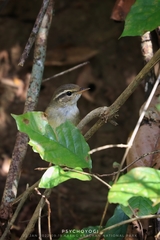 Phylloscopus schwarzi
