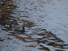 Tachybaptus ruficollis