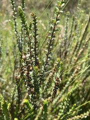 Epacris gunnii