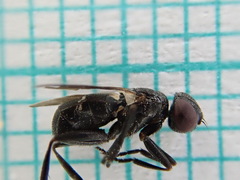 Freraea gagatea