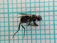 Freraea gagatea