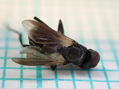 Freraea gagatea