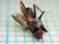 Freraea gagatea