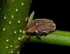 Pseudotephraea ancilla