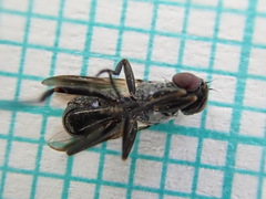 Freraea gagatea