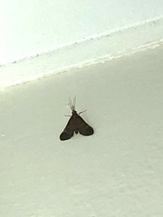 Piletocera macroperalis