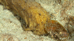 Holothuria thomasi