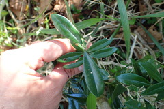 Olea capensis macrocarpa