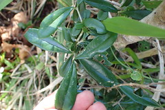 Olea capensis macrocarpa