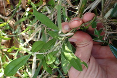 Olea capensis macrocarpa