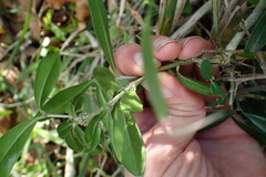 Olea capensis macrocarpa