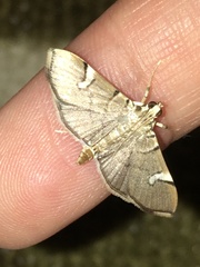 Cotachena