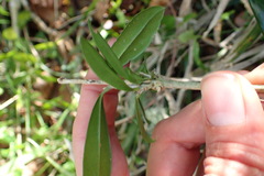 Olea capensis macrocarpa