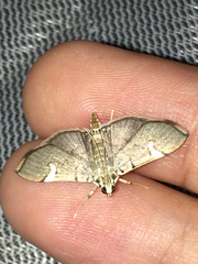 Cotachena